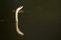 Western Ribbon Snake (Thamnophis proximus) swimming, southern Texas