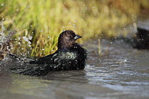 Bronzed Cowbird (Molothrus aeneus) bathing, southern Texas