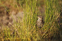 Red-winged Blackbird (Agelaius phoeniceus) female in grass, southern Texas