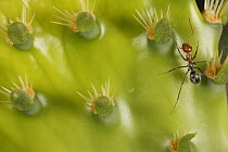Ant (Formicidae) on Engelmann Prickly Pear (Opuntia engelmannii) cactus, southern Texas