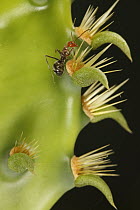 Ant (Formicidae) on Engelmann Prickly Pear (Opuntia engelmannii) cactus, southern Texas