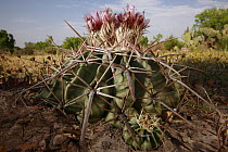 Horse Crippler (Echinocactus texensis) cactus blooming, southern Texas