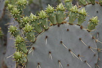 Engelmann Prickly Pear (Opuntia engelmannii) cactus flower buds, southern Texas