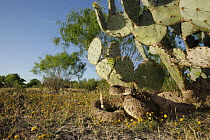 Western Diamondback Rattlesnake (Crotalus atrox) coiled under cactus, southern Texas