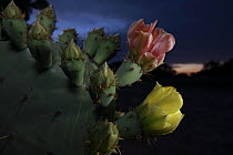 Engelmann Prickly Pear (Opuntia engelmannii) cactus blooming at night, southern Texas