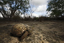 Texas Tortoise (Gopherus berlandieri), southern Texas