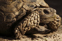 Texas Tortoise (Gopherus berlandieri), southern Texas
