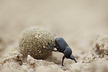 Dung Beetle (Rutela sp) rolling dung ball, southern Texas