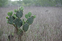 Engelmann Prickly Pear (Opuntia engelmannii) cactus in rain, southern Texas