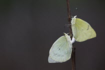 Lyside Sulphur (Kricogonia lyside) butterfly pair mating, southern Texas