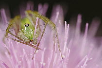 Green Lynx Spider (Peucetia viridans) in flower, southern Texas