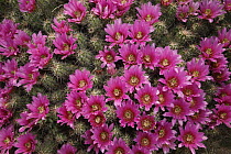 Strawberry Cactus (Echinocereus enneacanthus) blooming, southern Texas