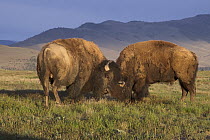 American Bison (Bison bison) bulls, National Bison Range, Moise, Montana