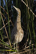 American Bittern (Botaurus lentiginosus), Florida