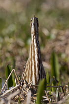 American Bittern (Botaurus lentiginosus), Florida