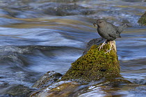 American Dipper (Cinclus mexicanus) eating insect while standing on rock in swift moving creek, northwest Montana