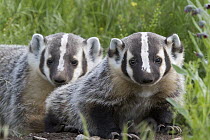 American Badger (Taxidea taxus) and cub at den, western Montana