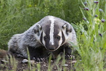 American Badger (Taxidea taxus) cub at den, western Montana
