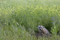 American Badger (Taxidea taxus) at den, western Montana