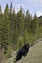 Black Bear (Ursus americanus) male, Alberta, Canada