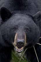 Black Bear (Ursus americanus), Alberta, Canada