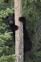 Black Bear (Ursus americanus) yearling cub up in a Lodgepole Pine (Larix laricina), Alberta, Canada