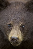 Black Bear (Ursus americanus) cinnamon yearling cub, Alberta, Canada