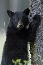 Black Bear (Ursus americanus) yearling cub at base of spruce tree, Alberta, Canada