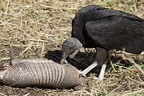 American Black Vulture (Coragyps atratus) feeding on road-killed armadillo, Sarasota, Florida