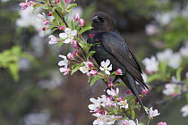 Brown-headed Cowbird (Molothrus ater) male in flowering crab-apple tree, Troy, Montana