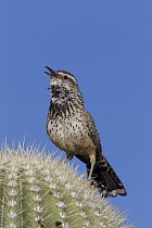 Cactus Wren (Campylorhynchus brunneicapillus) singing from atop a Saguaro (Carnegiea gigantea), southern Arizona