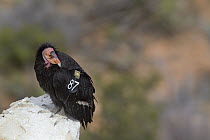 California Condor (Gymnogyps californianus), tagged with radio transmitter, South Rim of Grand Canyon, Arizona