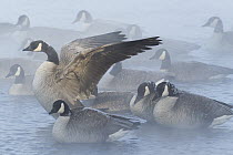 Canada Goose (Branta canadensis) resting during sub-zero weather on Missouri River, central Montana