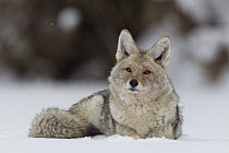 Coyote (Canis latrans), southern Montana