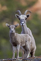 Desert Bighorn Sheep (Ovis canadensis nelsoni) ewe and lamb, Zion National Park, Utah