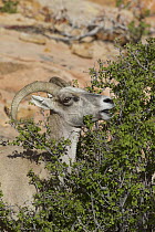 Desert Bighorn Sheep (Ovis canadensis nelsoni) ewe feeding on bush, Zion National Park, Utah