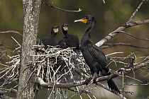 Double-crested Cormorant (Phalacrocorax auritus) at nest with two chicks, western Montana