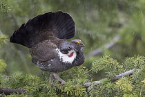 Blue Grouse (Dendragapus obscurus) male displaying in tree during a light snowfall, western Montana