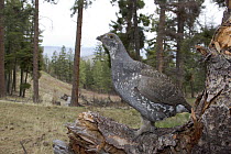 Blue Grouse (Dendragapus obscurus) male in high elevation forest, western Montana