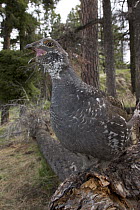 Blue Grouse (Dendragapus obscurus) male calling, western Montana