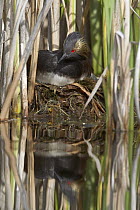 Eared Grebe (Podiceps nigricollis) on floating nest, central Montana