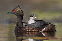 Eared Grebe (Podiceps nigricollis) mother carrying newborn chick, central Montana