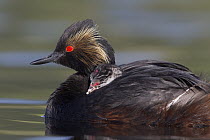 Eared Grebe (Podiceps nigricollis) mother carrying newborn chick, central Montana