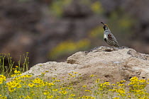 Gambel's Quail (Callipepla gambelii) male calling from rock, southern Nevada