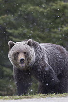 Grizzly Bear (Ursus arctos horribilis) during light spring snowfall, western Canada
