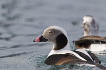 Long-tailed Duck (Clangula hyemalis) drake and hen in winter plumage, Prince William Sound, Alaska