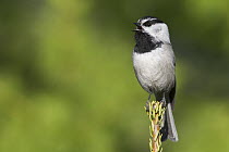 Mountain Chickadee (Poecile gambeli) calling from atop a small conifer tree, western Montana