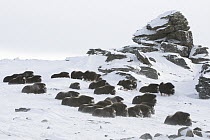 Muskox (Ovibos moschatus) herd bedded during snowstorm, western Alaska