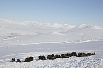 Muskox (Ovibos moschatus) herd bedded on snow covered tundra, western Alaska
