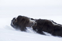 Muskox (Ovibos moschatus) herd running through snow, western Alaska